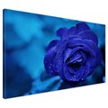 Obraz na płótnie - róża, niebieska, krople