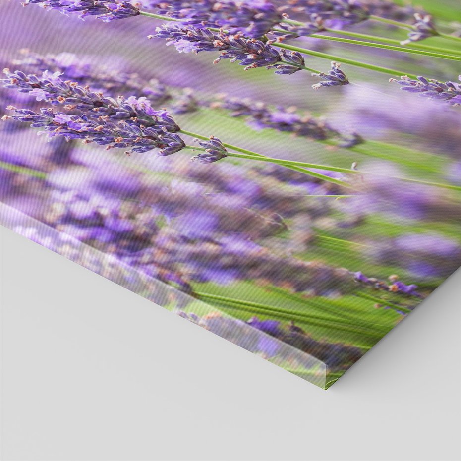 Obraz na płótnie - lawenda, kwiaty, fioletowy