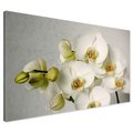 Obraz na płótnie - kwiaty, orchidee, białe,