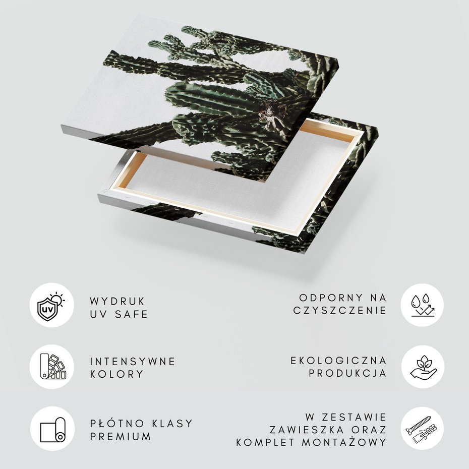 Obraz na płótnie - kaktusy, rośliny, natura