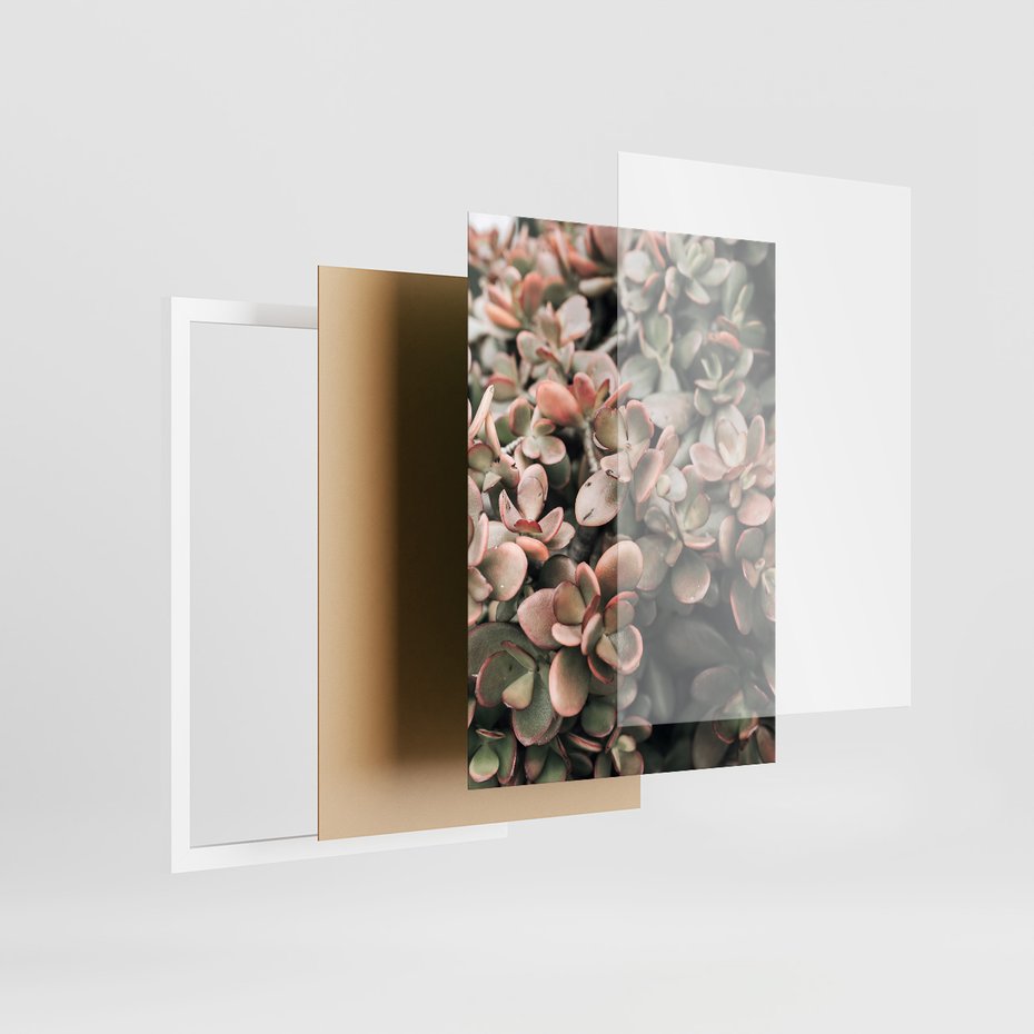 Zestaw obrazy w ramie, plakaty - rośliny, kaktus, liście - rama biała