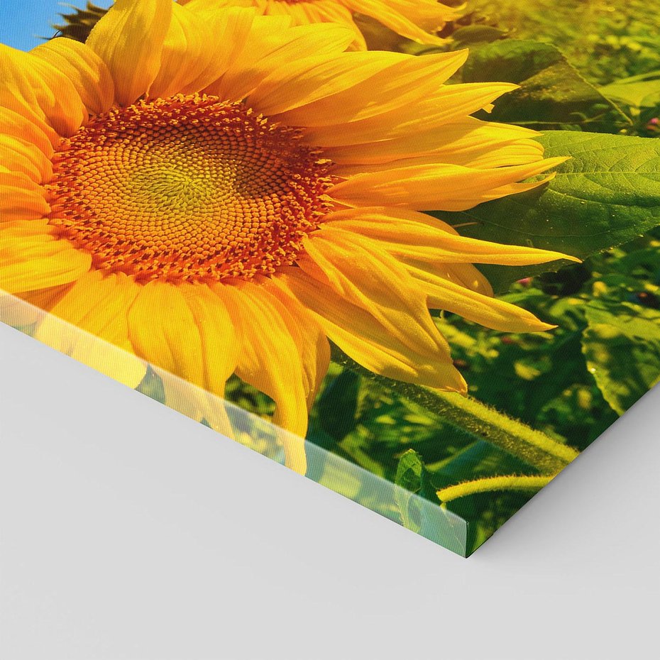 Obraz na płótnie - słoneczniki, kwiaty, lato
