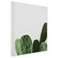 Obraz na płótnie - kaktus, roślina, zielony