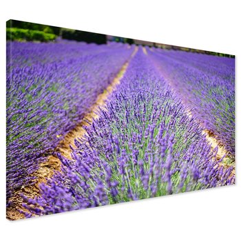 Obraz na płótnie - lawenda, pole, kwiaty