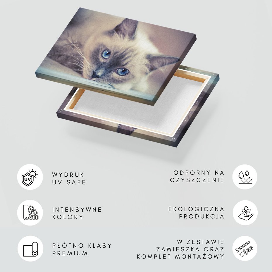 Obraz na płótnie - kot, zwierzę, portret