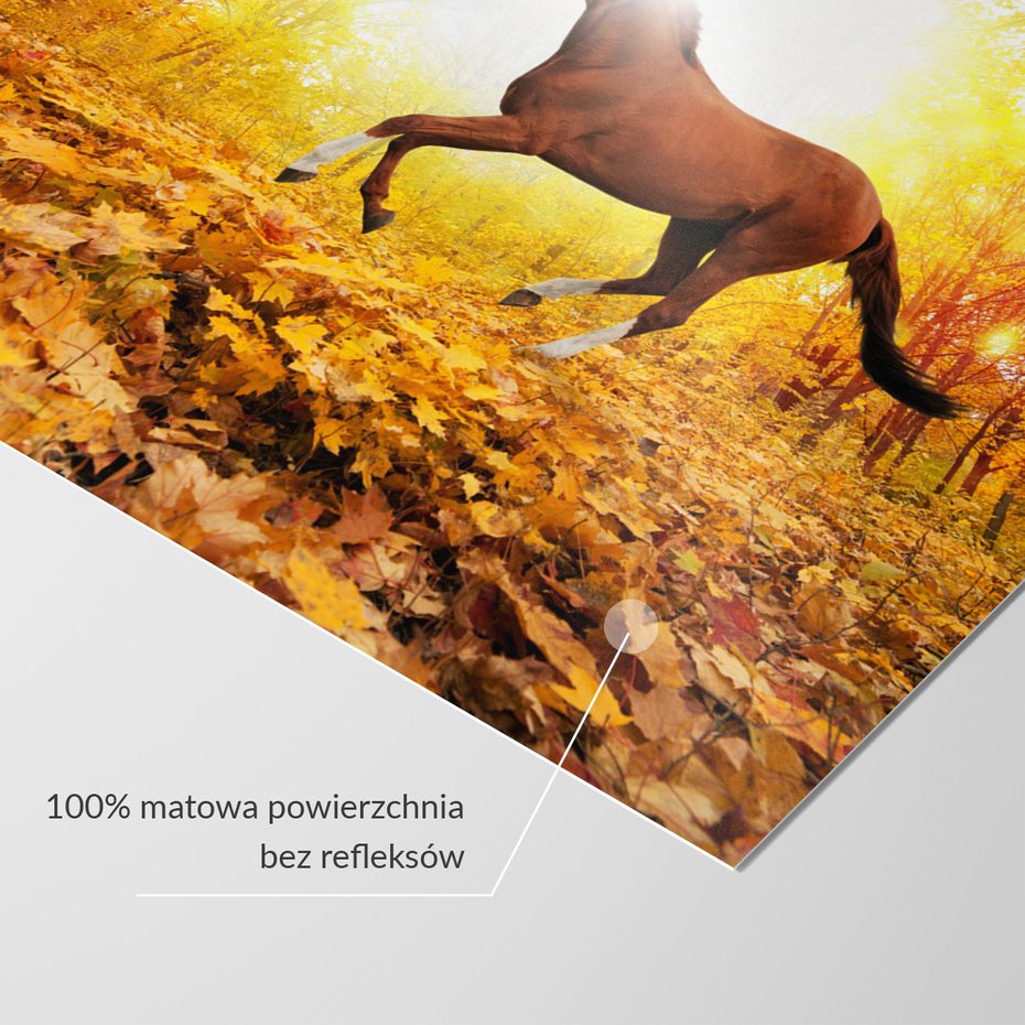 Fototapeta - koń, las, jesień