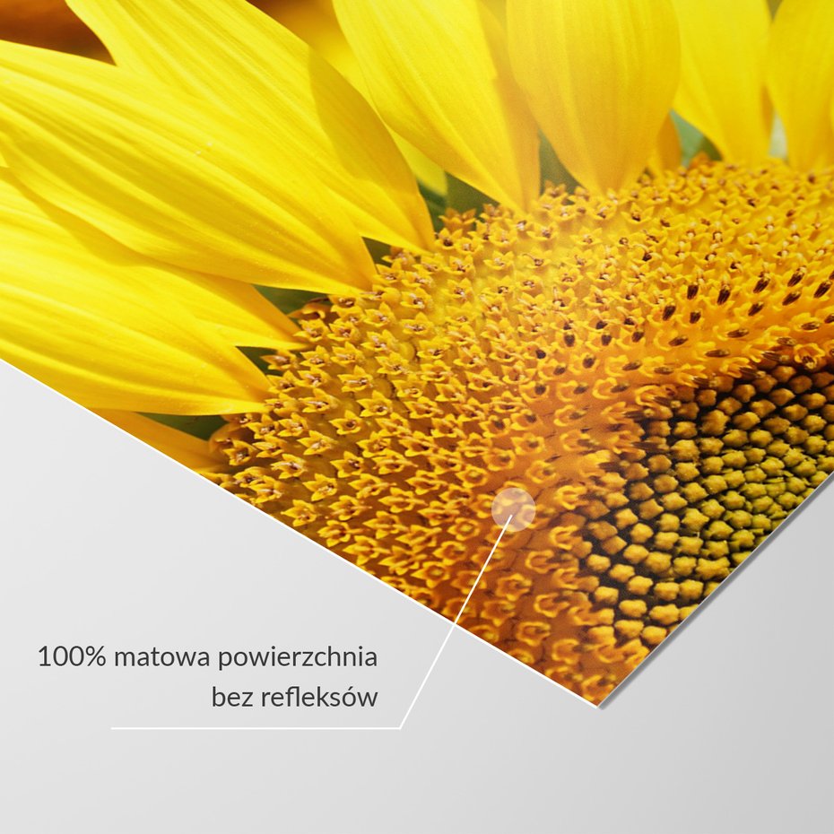 Fototapeta - słonecznik, kwiat, żółty