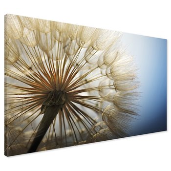 Obraz na płótnie - dmuchawiec, nasiona, natura