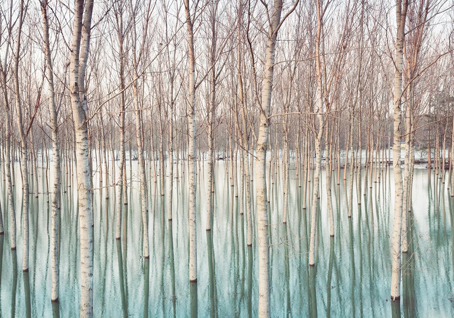 Fototapeta - drzewa, woda, las