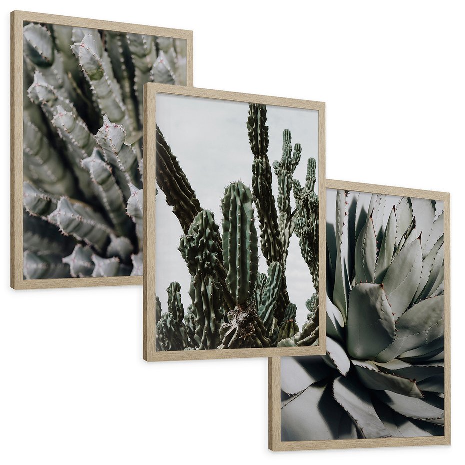 Zestaw obrazy w ramie, plakaty - kaktus, sukulent, roślina - rama drewno