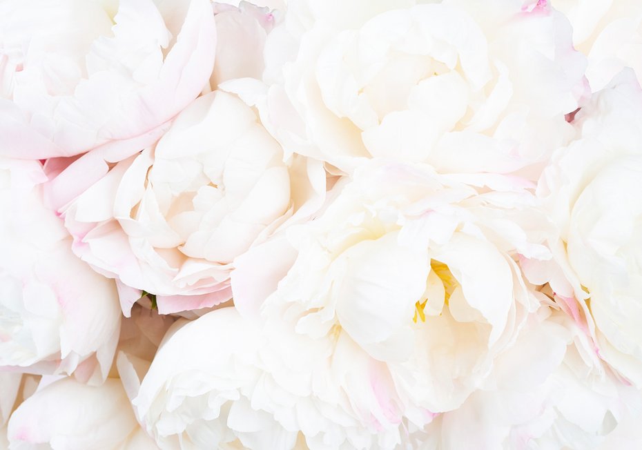 Fototapeta - kwiaty, białe, płatki