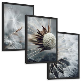 Zestaw obrazy w ramie, plakaty - dmuchawiec, nasiona, natura - rama czarna