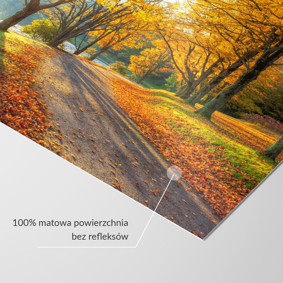 Fototapeta - jesień, liście, drzewa