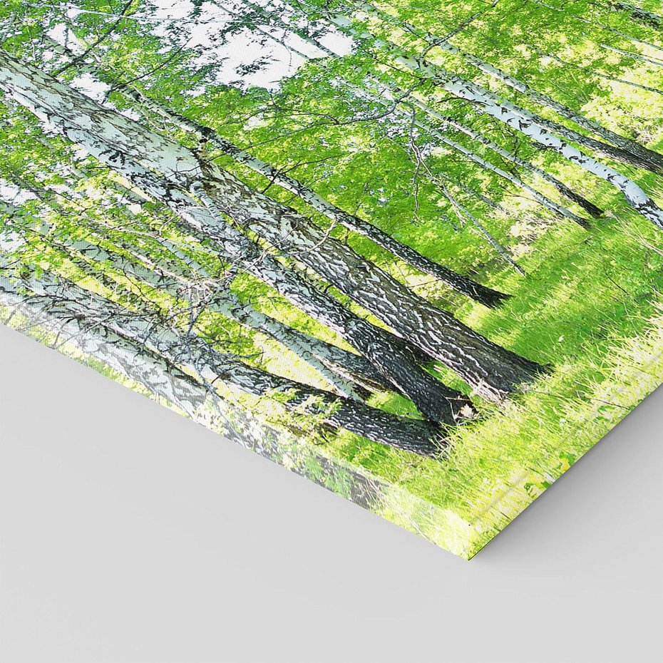 Obraz na płótnie - las, brzozy, natura