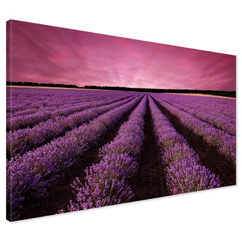 Obraz na płótnie - lawenda, pole, fioletowy