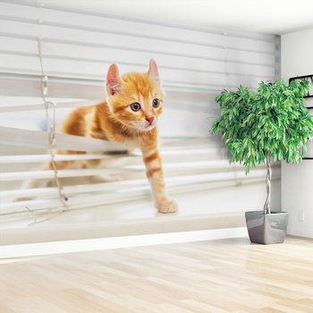 Fototapeta - kot, kociak, zwierzę