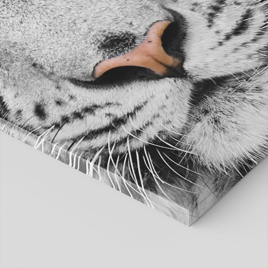 Obraz na płótnie - tygrys, biały, zwierzę