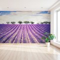 Fototapeta - lawenda, pole, drzewa