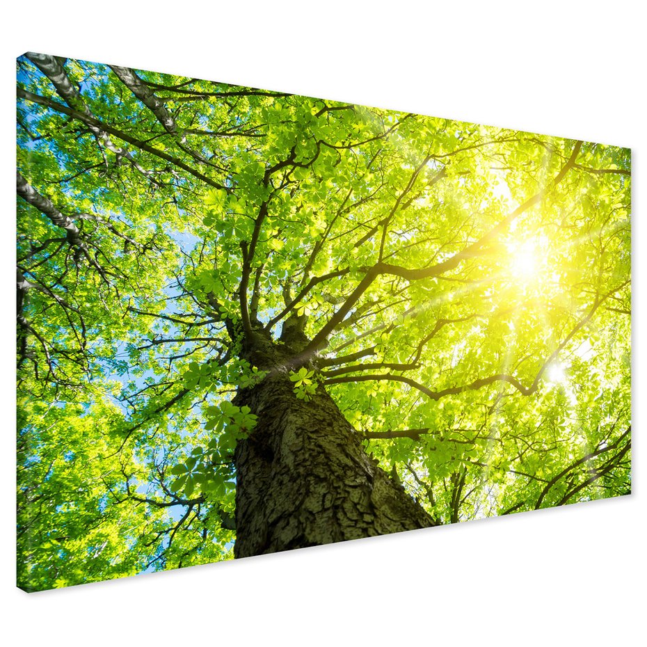 Obraz na płótnie - las, drzewa, słońce