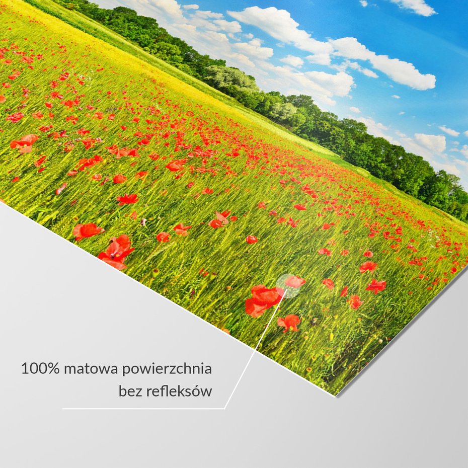 Fototapeta - łąka, kwiaty, niebo