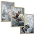 Zestaw obrazy w ramie, plakaty - dmuchawiec, nasiona, natura - rama drewno