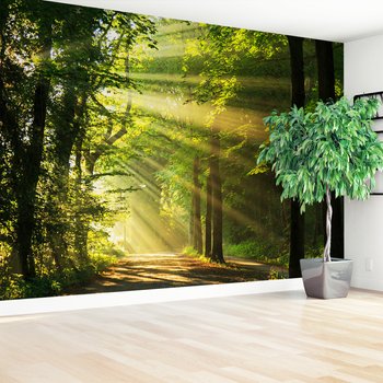 Fototapeta - las, promienie, słońce