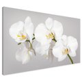 Obraz na płótnie - kwiat, orchidea, biały
