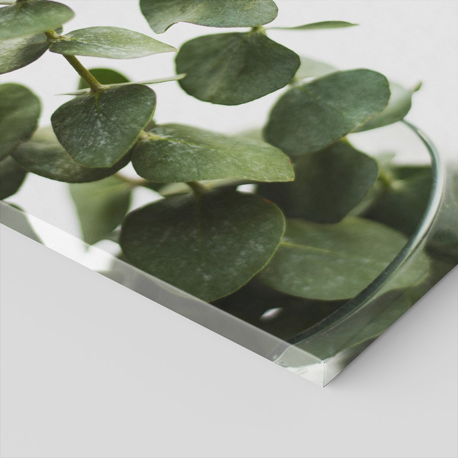 Obraz na płótnie - eukaliptus, liście, roślina