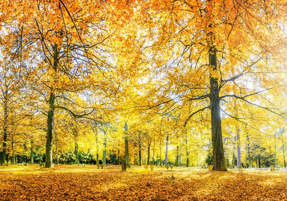 Fototapeta - jesień, liście, drzewa