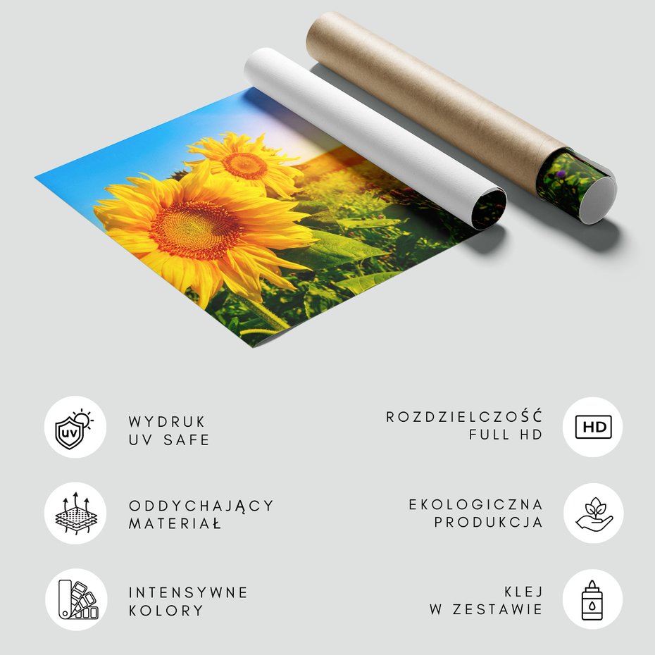 Fototapeta - słoneczniki, pole, lato