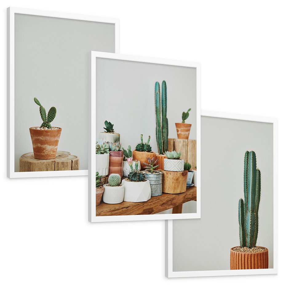 Zestaw obrazy w ramie, plakaty - kaktusy, sukulenty, rośliny - rama biała