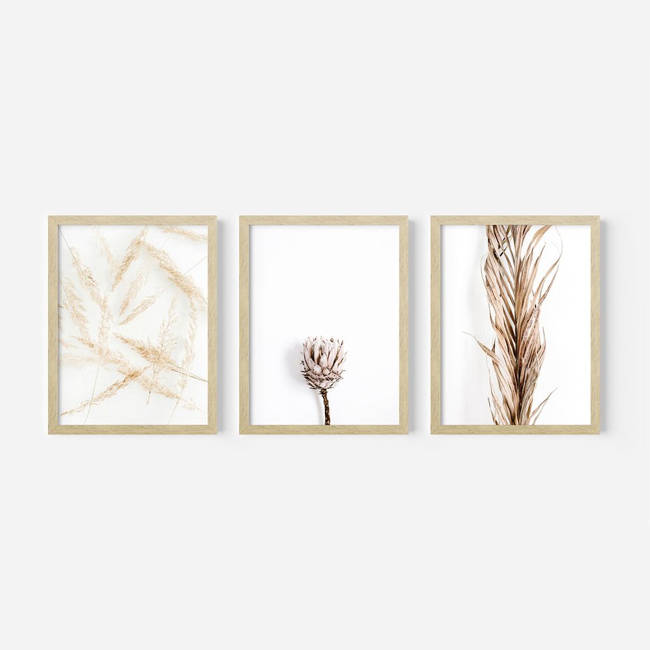 Zestaw obrazy w ramie, plakaty - roślina, suchy, kwiatostan - rama drewno