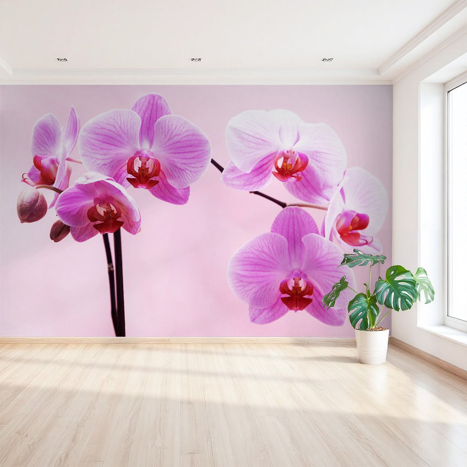 Fototapeta - orchidee, kwiaty, różowy