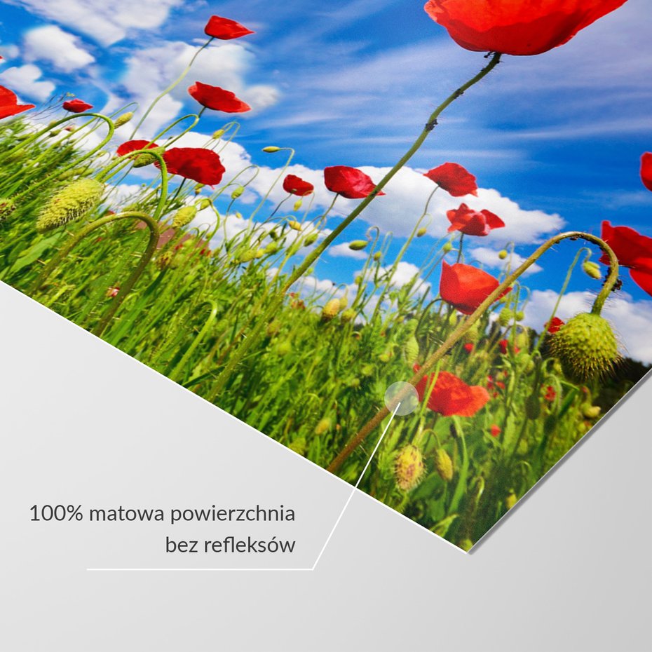 Fototapeta - maki, kwiaty, lato