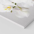 Obraz na płótnie - kwiat, orchidea, biały