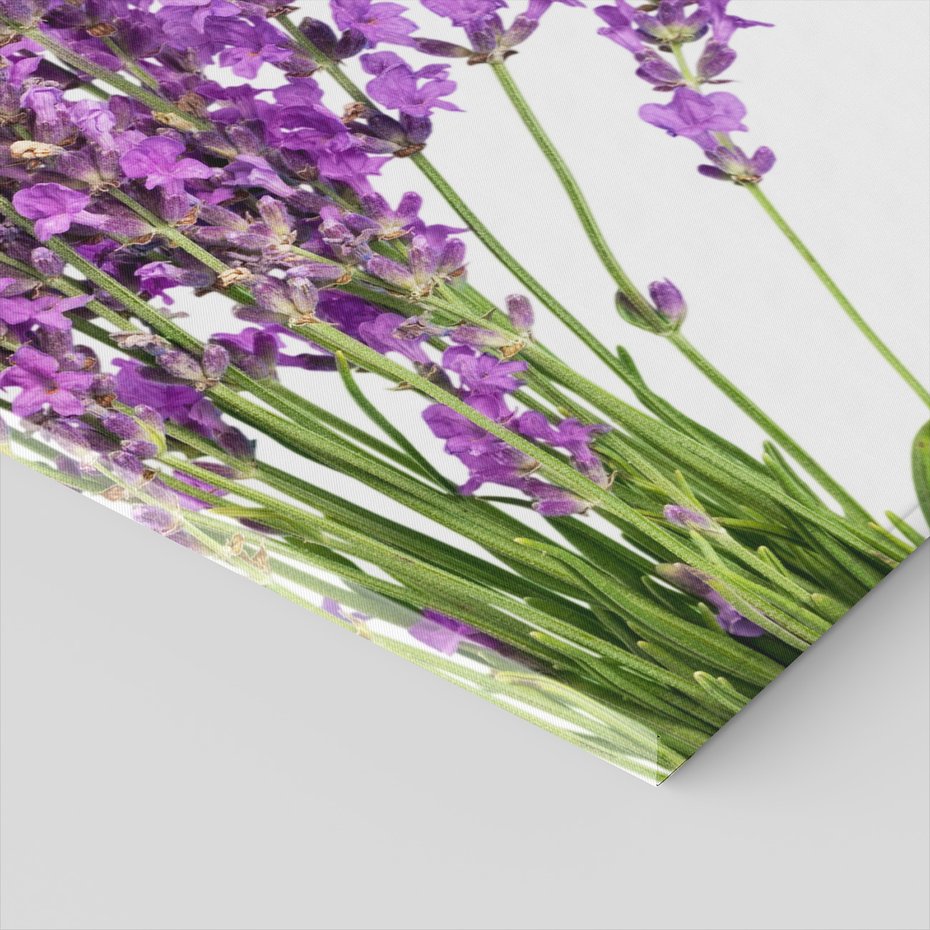 Obraz na płótnie - lawenda, kwiaty, fioletowy
