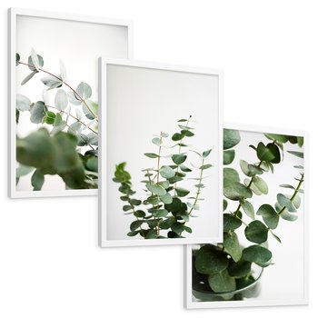 Zestaw obrazy w ramie, plakaty - eukaliptus, liście, roślina - rama biała