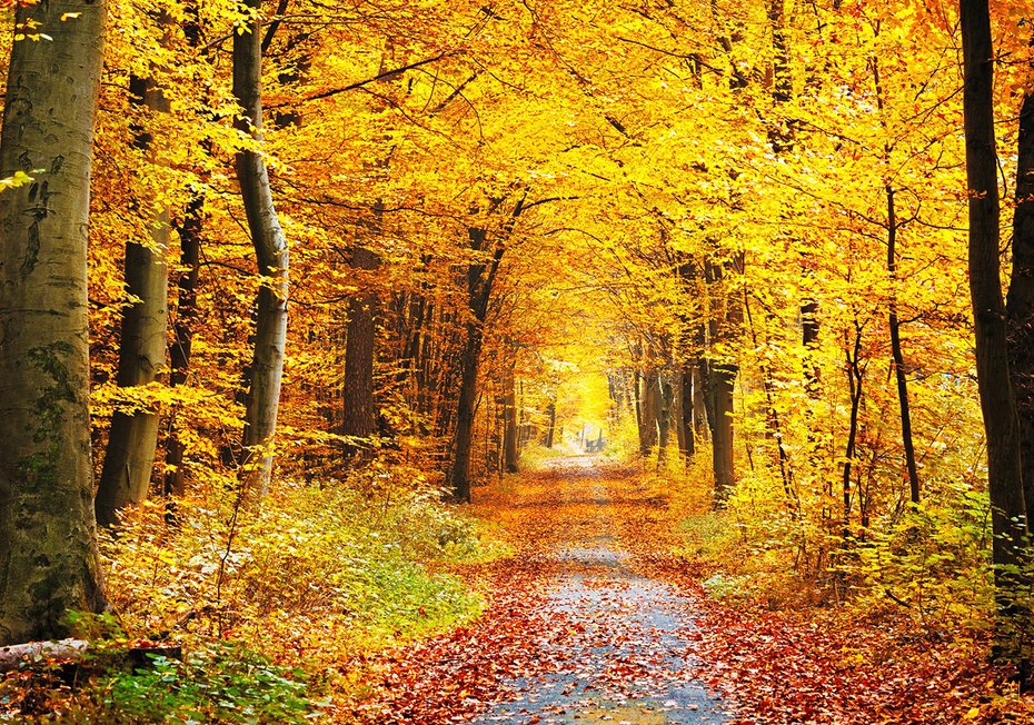 Fototapeta - jesień, las, liście