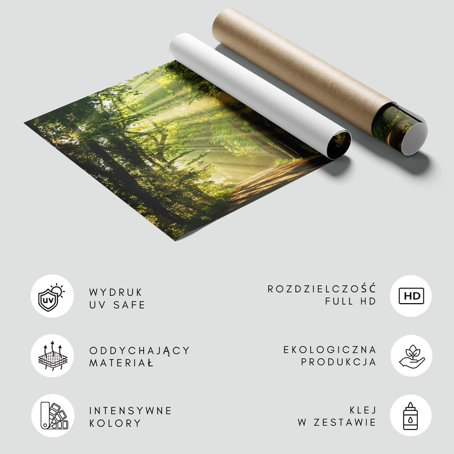 Fototapeta - las, promienie, słońce