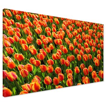 Obraz na płótnie - kwiaty, tulipany, pomarańczowe