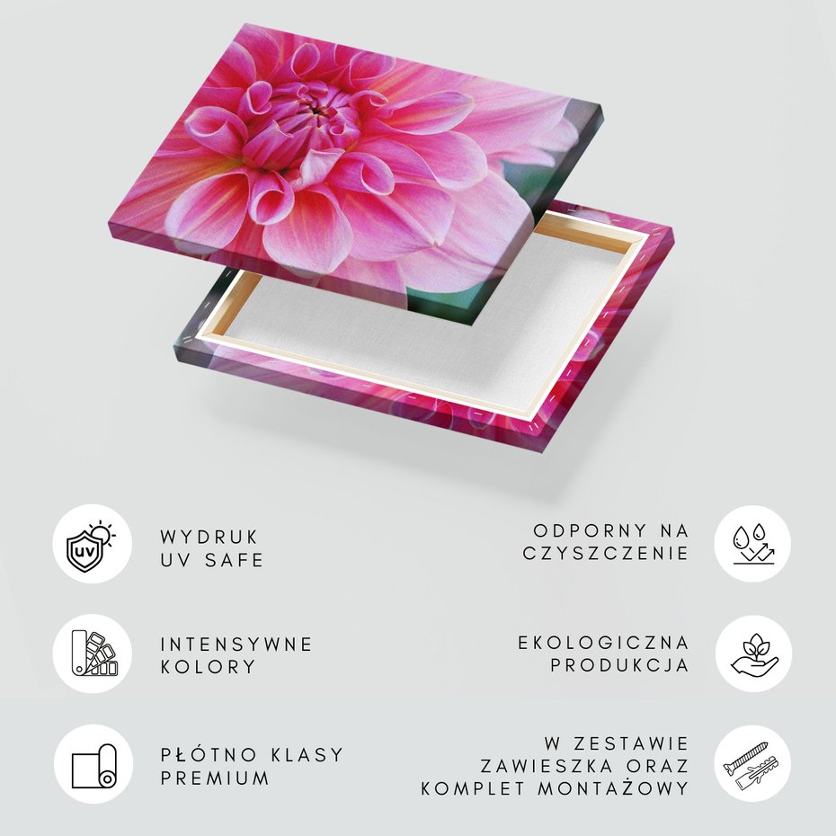 Obraz na płótnie - kwiat, dalia, płatki