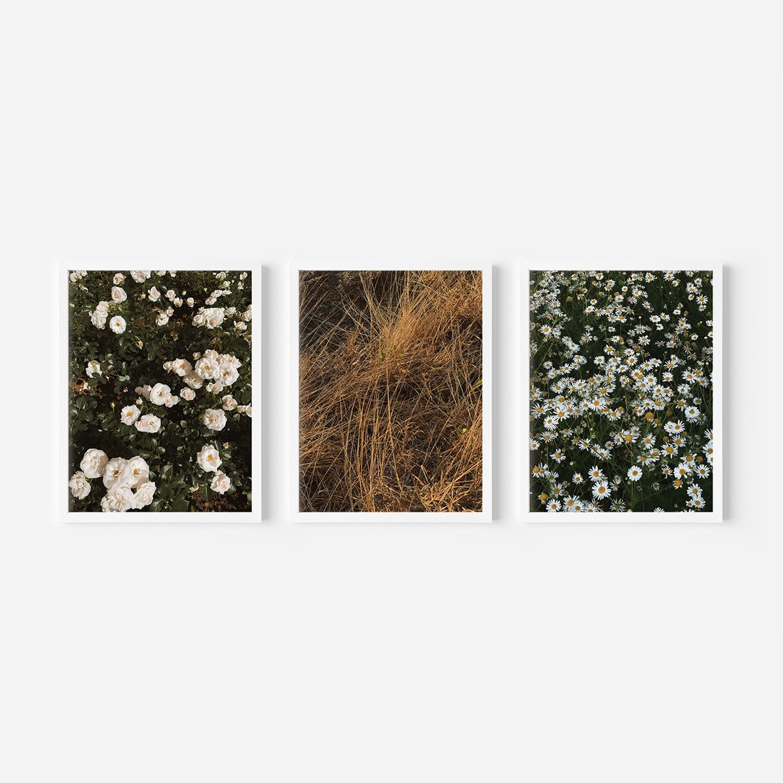 Zestaw obrazy w ramie, plakaty - kwiaty, rośliny, natura - rama biała