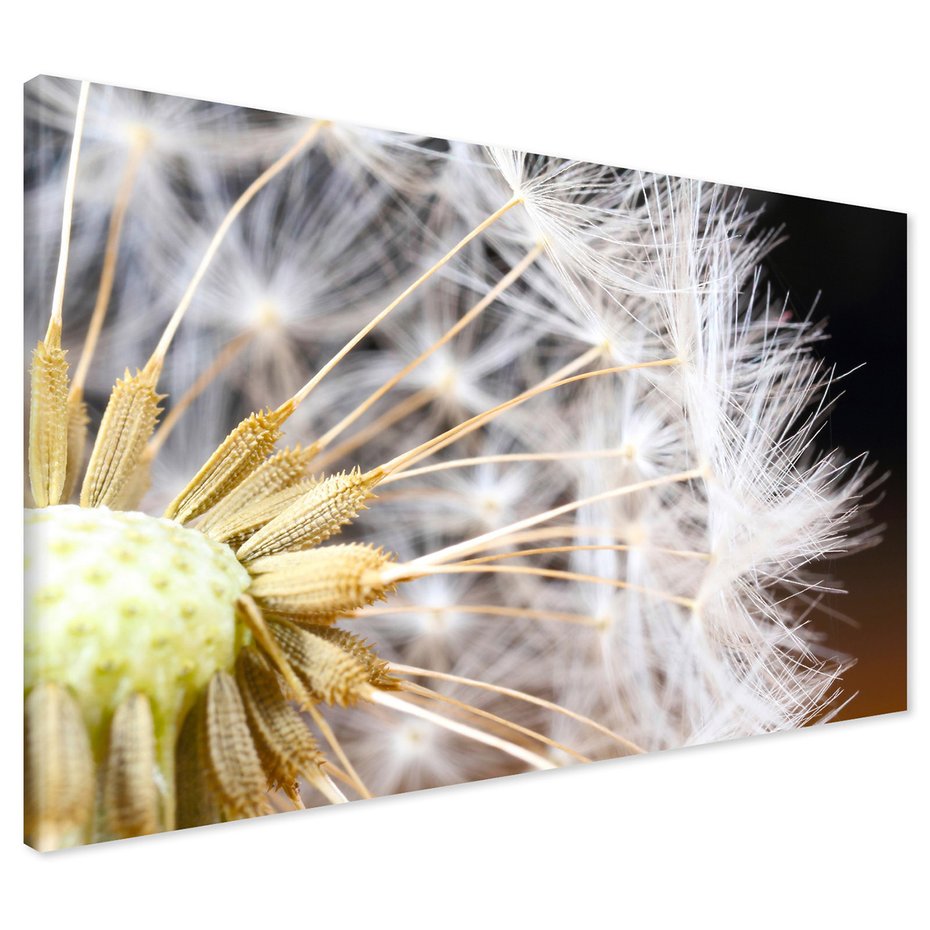 Obraz na płótnie - dmuchawiec, nasiona, makro
