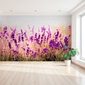 Fototapeta - lawenda, kwiaty, natura