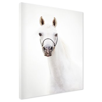 Obraz na płótnie - koń, zwierzę, portret