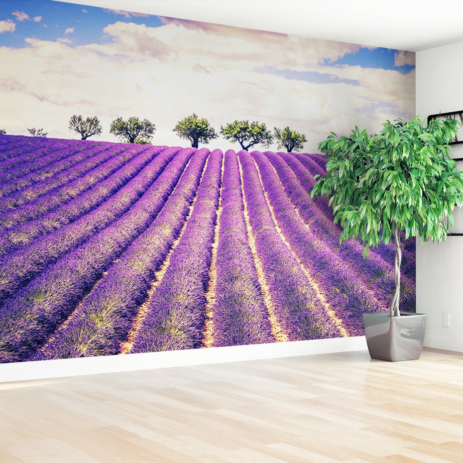 Fototapeta - lawenda, pole, drzewa