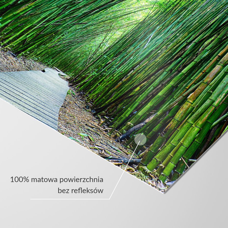 Fototapeta - bambus, las, ścieżka