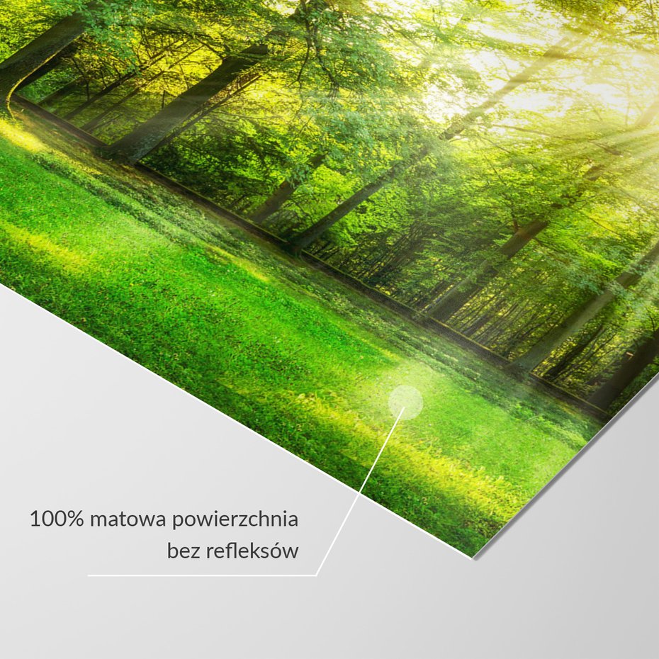 Fototapeta - las, drzewa, słońce