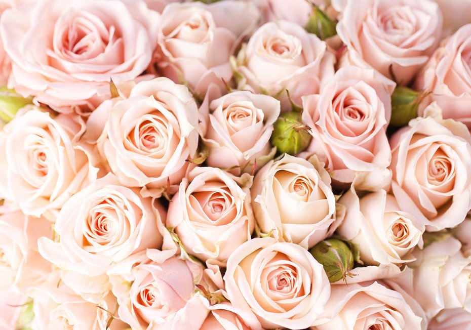 Fototapeta - róże, kwiaty, pastelowe