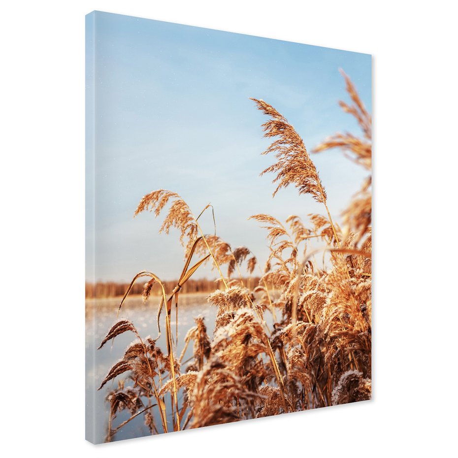 Obraz na płótnie - trzcinowisko, zima, śnieg